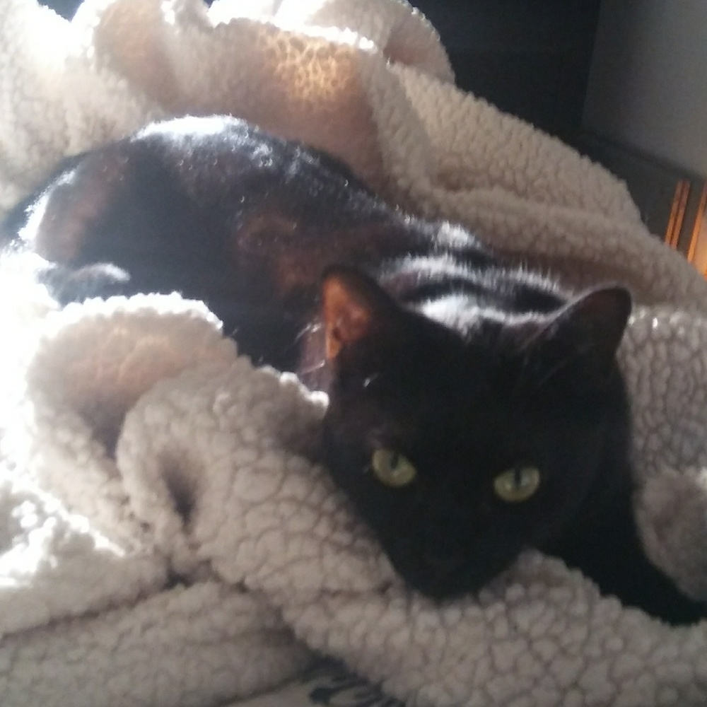 Meet your Posher, Ashley